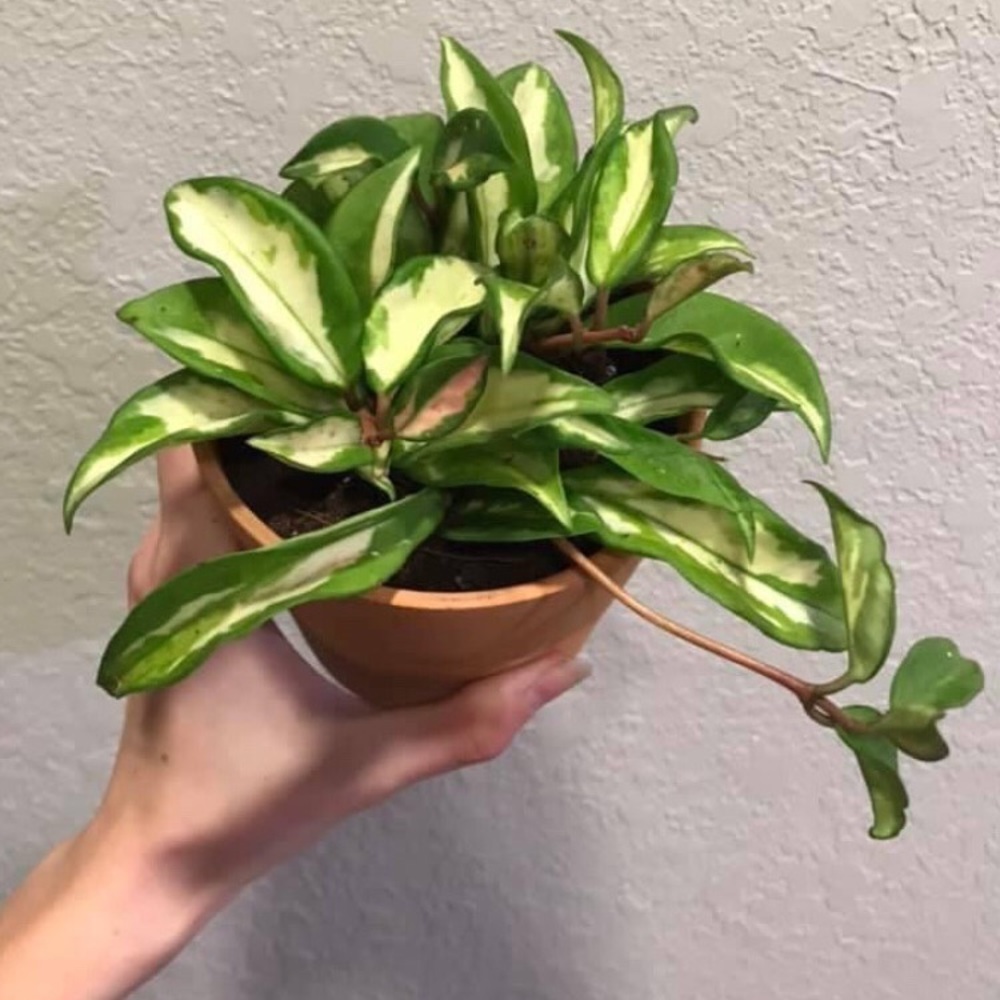 Hoya Tricolor-Pink and White variegated Plant